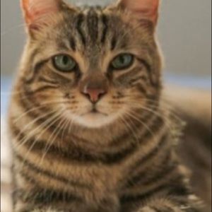 Meet your Posher, Ally